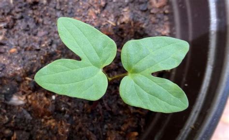 Morning Glory Seedling Propagating Plants Growing Plants Container