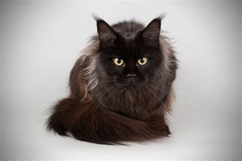 Most Popular Maine Coon Coat Patterns And Colors Lol Cats