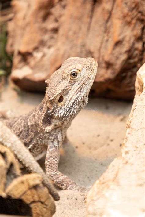 Bearded Dragon in a Terrarium Stock Photo - Image of bearded, husbandry ...