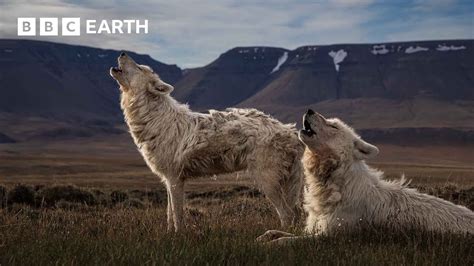 Top 10 Wolf Moments Bbc Earth Youtube