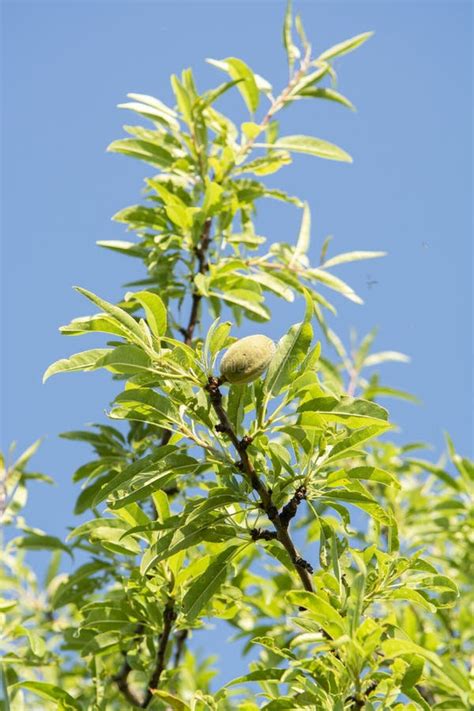 Nueces De La Almendra Verde Que Maduran En El Rbol Fondo De La