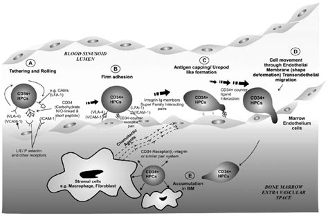 Schematic Representation Of Hpcs Homing To The Bm Extravascular Space