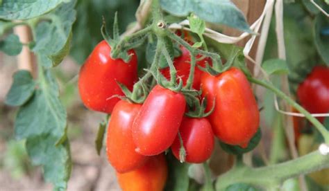 Roma Tomato Plant Leaves Size Arad Branding