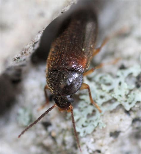 Ground Beetle Bugguide Net