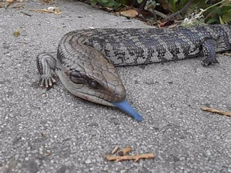 Blue Tongue Lizards in My Backyard - HubPages