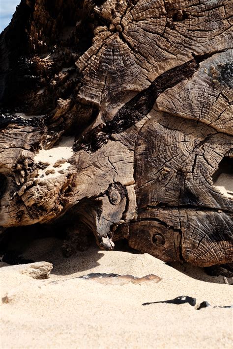 Free Images Beach Landscape Driftwood Sea Coast Tree Water