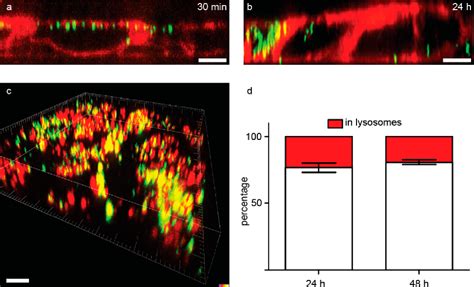 Figure From Imaging Approach To Mechanistic Study Of Nanoparticle