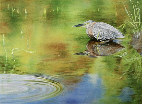 Kimberly Wurster - Work Zoom: Hunting the Shallows (Green-backed Heron)