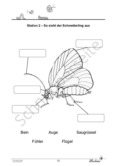 Die Schmetterlinge | Lernbiene Verlag | Raupe schmetterling