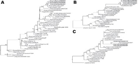 Figure Phylogenetic Trees Of Infl Uenza Subtype H N Viruses