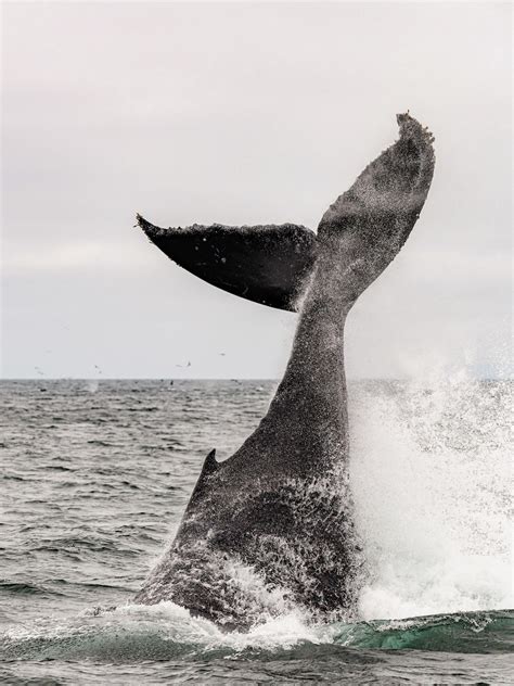 Humpback Whale In Monterey Bay Ca Tail Slapping The Water Last Week