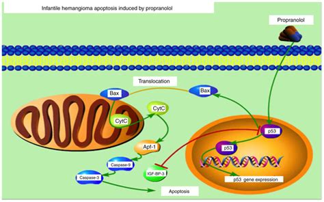 Propranolol Induces Hemangioma Endothelial Cell Apoptosis Via A P53BAX