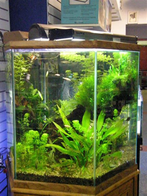 Hexagon Aquascape Hexagon Fish Tank Fish Tank Terrarium Aquascape