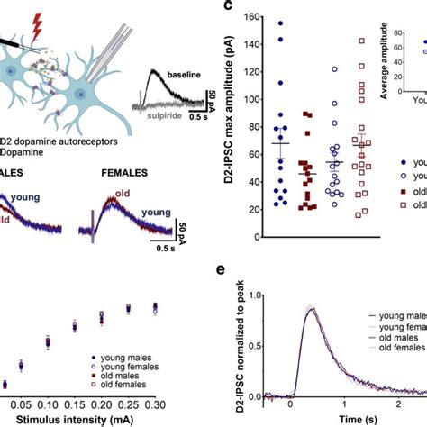 Effect Of Age And Sex On D2 Receptor Inhibitory Postsynaptic Currents