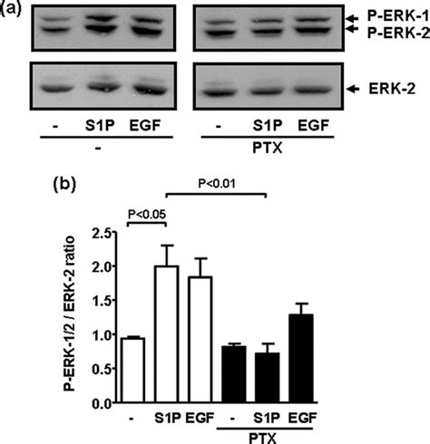 S1p Signaling In Mda Mb 453 Cells Mda Mb 453 Cells Were Pretreated