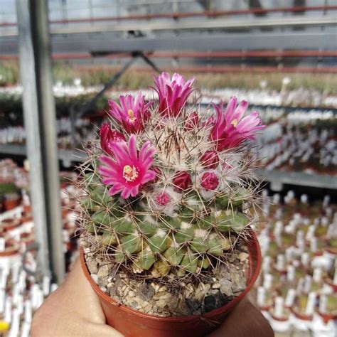 Mammillaria Evermanniana Uhlig Kakteen Über 5000 Verschiedene Arten