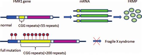 Fragile X Syndrome Diagram