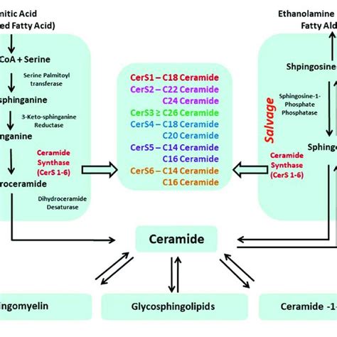 Two Primary Pathways Produce Ceramides In Cells A De Novo