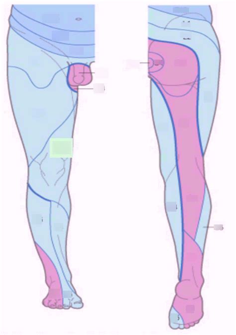 Dermatomes Of Leg Diagram Quizlet