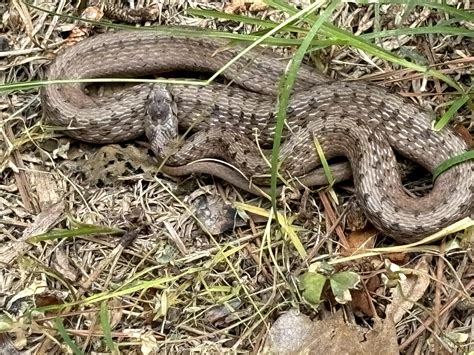 Baby Snake in NC : r/whatsthissnake