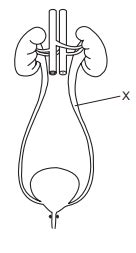 The Diagram Shows The Human Urinary System What Is The Part Labelled X