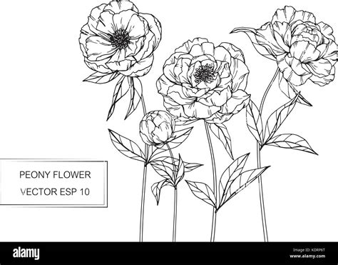 White peony sketch hi-res stock photography and images - Alamy