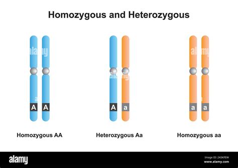 Diseño científico de cromosomas homocigotos y heterocigotos Símbolos