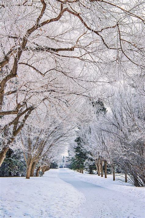 Walkway Through A Snowy Winter Park Stock Photo Image Of Sunrise