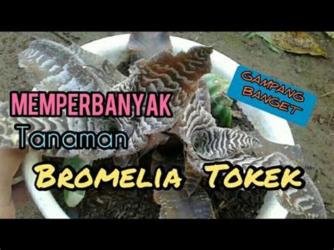 Cara Gampang Memperbanyak Bromelia Tokek Cultivation For Cryptantus