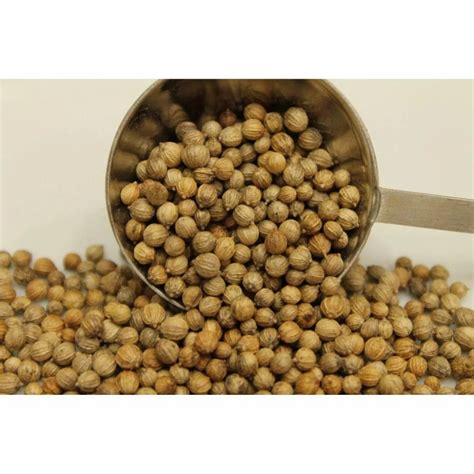 Grade Green Medium Dried Suguna Coriander Seeds At Rs 600 Kg In Kanpur