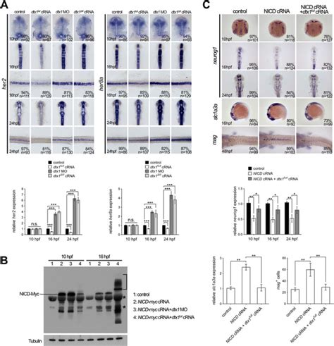 Dtx1 Regulates Notch Signaling In A Temporal Manner A In Situ Download Scientific Diagram