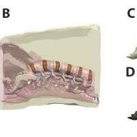 Lower back human model. (A) MRI scan of lower back of a normal BMI ...