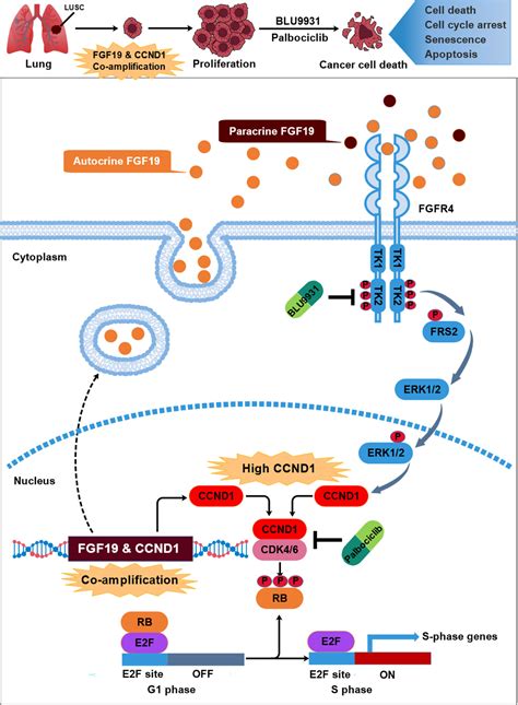 Frontiers Fgf19 Is Coamplified With Ccnd1 To Promote Proliferation In