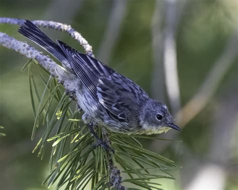 Yellow Rumped Warbler Immature Bird Steven Siegel Flickr