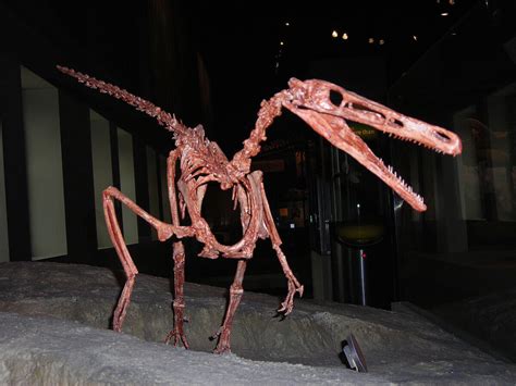 Buitreraptor | Fossil Wiki | Fandom