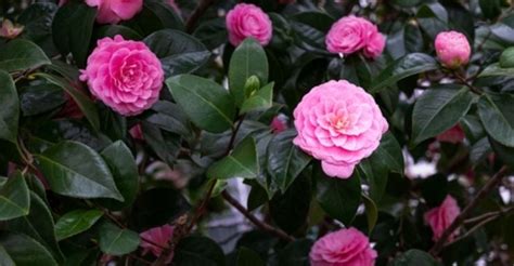 Bellas Y Delicadas Cómo Cuidar Y Disfrutar Las Camelias En El Jardín