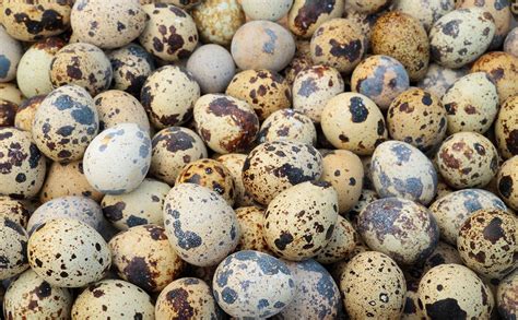 Quail Bird Eggs Nutritional Value | Besto Blog