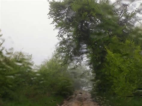 A Dirt Road Surrounded By Green Trees And Bushes On A Rainy Day In The Rain