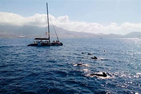 Costa Adeje Whale Watching Catamaran Encounter Marine Animals While