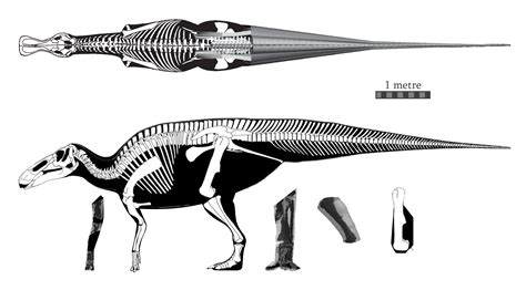 Edmontosaurus The Largest Dinosaur In Hell Creeklance Fm Fossil