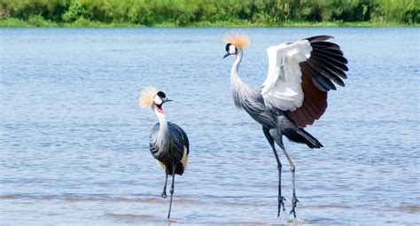 Is It Worth Birding In Murchison Falls Park Journeys Uganda