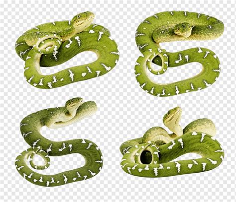 Serpiente Verde Lisa Serpientes Verdes Formatos De Archivo De Imagen