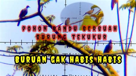 Berburu Tekukur Nyanggong Di Tempat Minum Nya Burungya