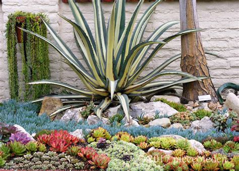 Sherman Gardens "Coral Reef" Succulent Bed