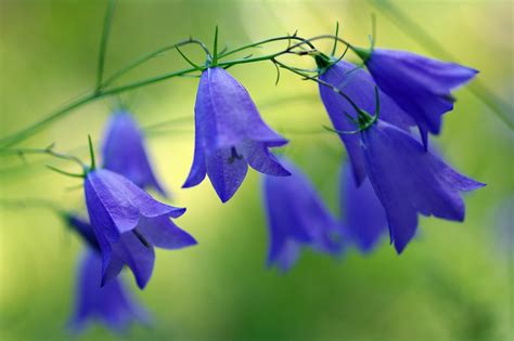 Download Bluebell Blue Flower Nature Flower Hd Wallpaper