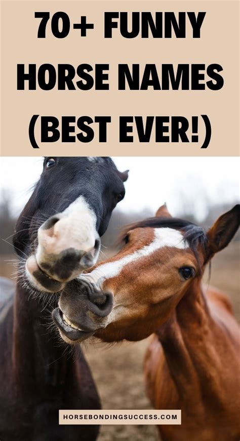 70+ Funny Horse Names & Puns (Best Ever!) – Horse Bonding Success