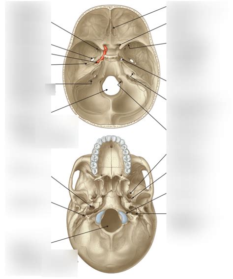 Foramina And Fissures In The Cranial Cavity Diagram Quizlet