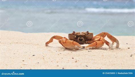 Crab On Tropical Beach Stock Image Image Of Vacation 25425805