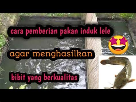 CARA PEMBERIAN PAKAN IKAN INDUK LELE AGAR MENGHASILKAN BIBIT LELE YANG