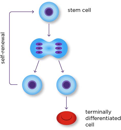 Stem Cell 101 Institute For Stem Cell And Regenerative Medicine